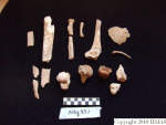 L_V20d5043 A16q43.1 R827 lR ta group of human bones in q-lot.JPG L_V20d5043 A16q43.1 R827 lR ta group of human bones in q-lot